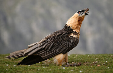 a bearded vulture in the mountain on spain