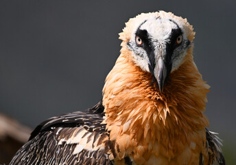 A portrait of bearded vulture in spain