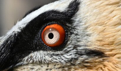 a majestic bearded vulture in spain