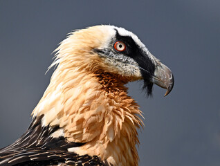 A portrait of bearded vulture in spain