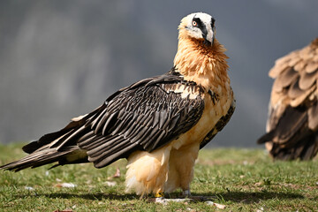 a strong bearded vulture in spain