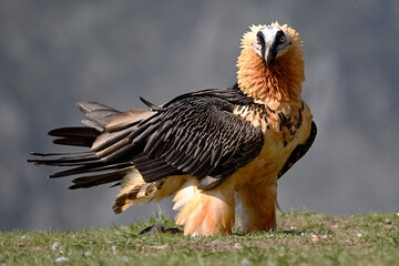 a majestic bearded vulture in spain