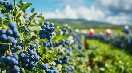 Fotobehang Close-up view of ripe blueberries on bushes in a field. © shobakhul