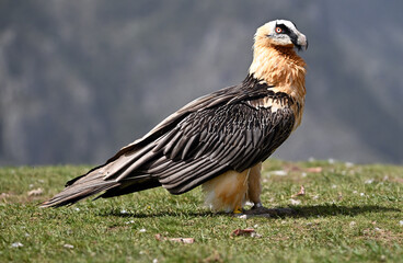a majestic bearded vulture in spain