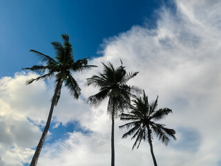 three coconut trees with a cloudy blue sky background