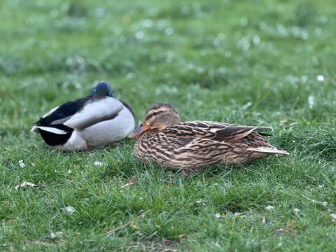 Resting mallard ducks on green grass