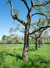blossoming orchard under blue sky in luxemburg