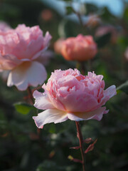 Beautiful peach rose - Princesse Charlene de Monaco