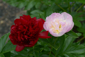 レッドチャームとラズベリーサンダー　シャクヤク