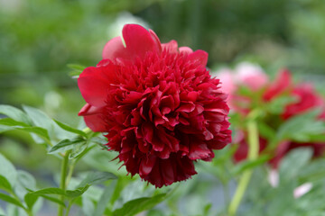 レッドチャーム　シャクヤク