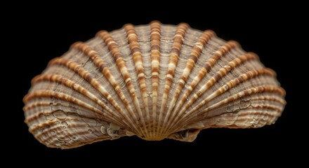 Obraz premium Stock photo of a scallop shell, sea shell, ocean shell, decorative shell, isolated on black background