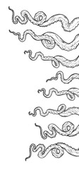 Tentacles of octopus, hand drawn collection of illustrations. Black and white engraving style drawings. Tentacle straight and with rings in different angles.