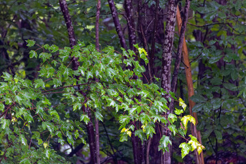 Maple leaves on the edge of the forest during the rain