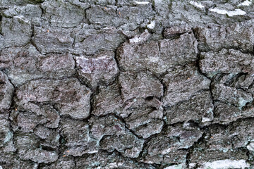 Rustic Birch Wood Bark Texture Abstract