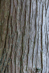 tree bark background