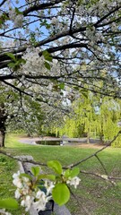 White Cherry Blossom in Oslo Kampen Park.