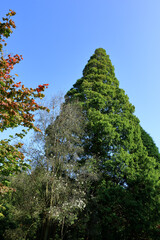 Conifers in an Autumn woodland landscape