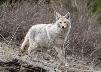 A coyote (Canis latrans)with a white coat taken in Yellowstone National Park during spring