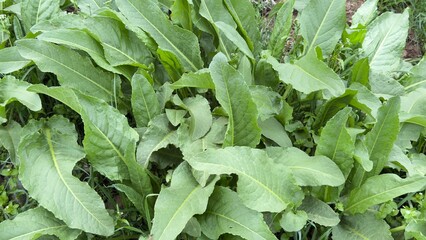Fototapeta premium The broad-leafed plant has local uses. It can be used in food culture and health.
