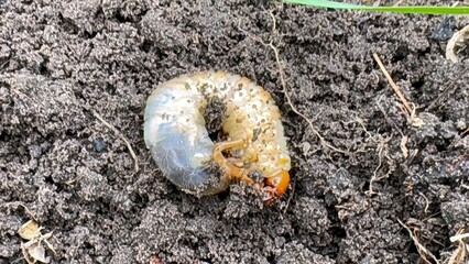 close-up of beetle larva in soil