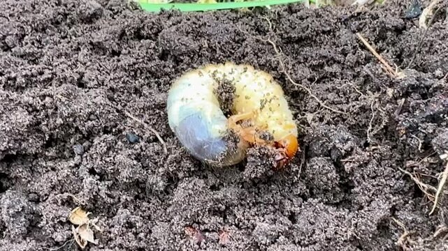 close-up of beetle larva in soil