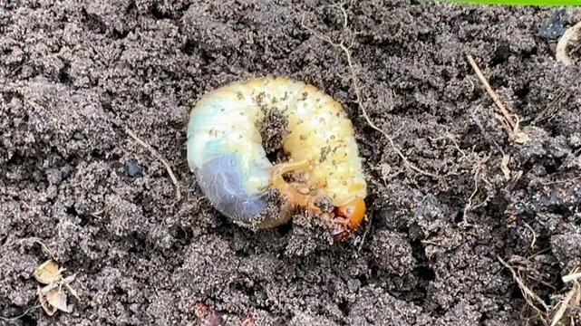 close-up of beetle larva in soil