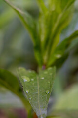 Obraz premium Close-up view of a green leaf with water droplets in natural light