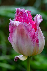 Delicate pink tulip with droplets in a vibrant green garden