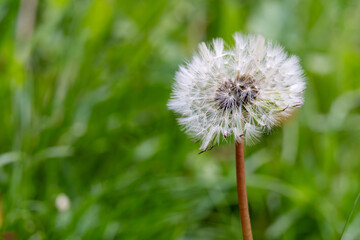 White dandelion seed head surrounded by green grass in spring
