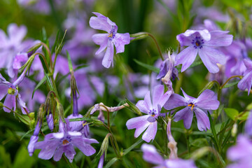 Obraz premium Beautiful purple flowers blooming in a sunny garden landscape