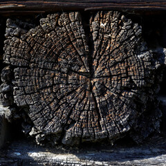 Obraz premium drewno