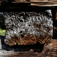 Obraz premium drewno