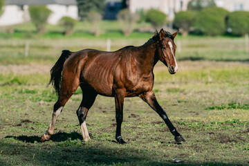 Fototapeta premium Majestic Brown Horse Striding Gracefully Through Green Meadow in Springtime Countryside Scene