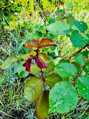 inspecting young rose buds on bush