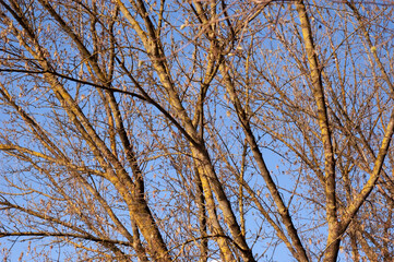 Tree branches with spring buds against the sky