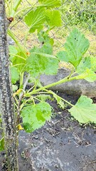 currant bush in garden