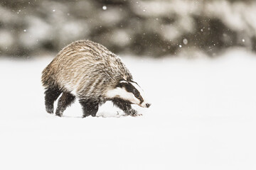 European badger (Meles meles) in the snow in the snowfall
