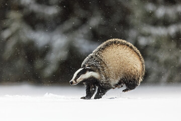 European badger (Meles meles) fooling around in the snow © michal