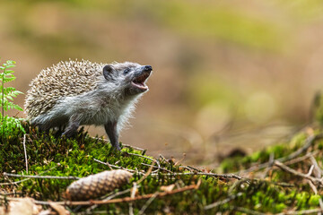 young European hedgehog (Erinaceus europaeus) standing with his mouth open