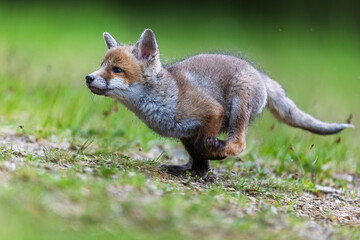 little young red fox (Vulpes vulpes) he's running away