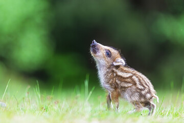 little wild boar (Sus scrofa) looking upward
