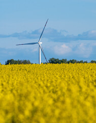 turbina wiatrowa w rzepaku