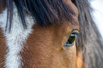 Extreme Close-Up of Horse Eye and White Forehead Marking – Emotional Equine Gaze and Detail