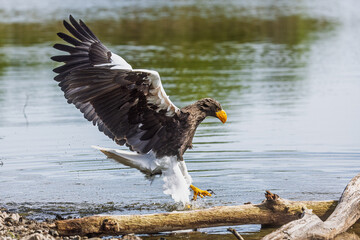 Steller's sea eagle (Haliaeetus pelagicus), also known as Pacific sea eagle hunts in the water