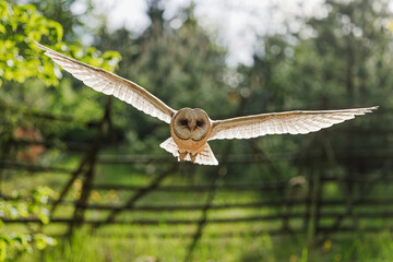 female barn owl (Tyto alba) flying in the opposite light