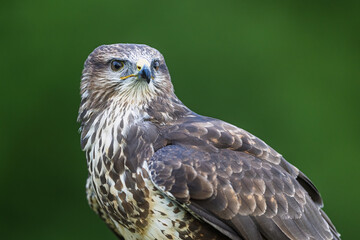 common buzzard (Buteo buteo) portrait close