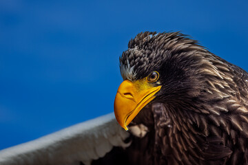 Steller's sea eagle (Haliaeetus pelagicus) portrait close by