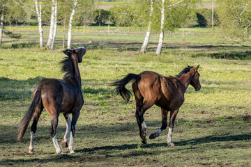 Two Horses Parting Ways in Rural Field – Freedom, Expression and Motion in Natural Spring Pasture