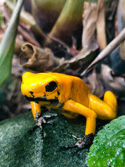Golden poison frog endemic from the rainforests of Colombia. Phyllobates terribilis.