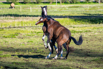 Two Horses Standing on Hind Legs in Playful Combat – Intense Equine Movement in Countryside